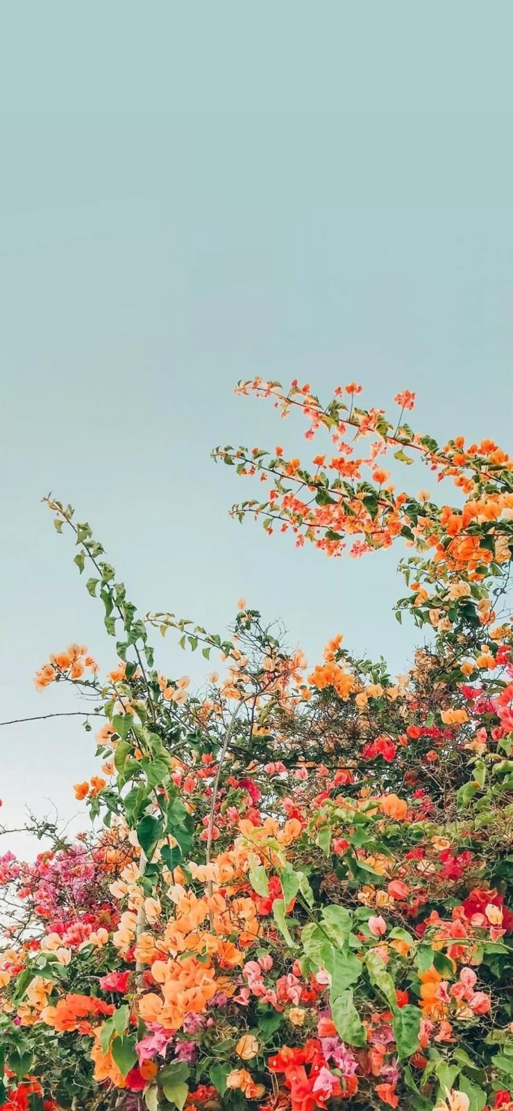 山里的倒脚仙