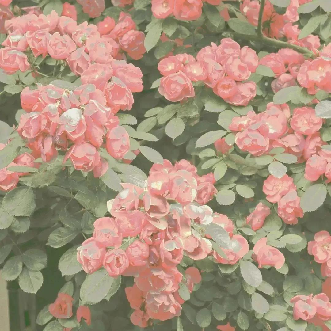 都市恐怖系列—冥婚