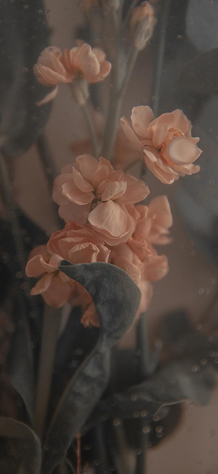 你要王子还是青蛙