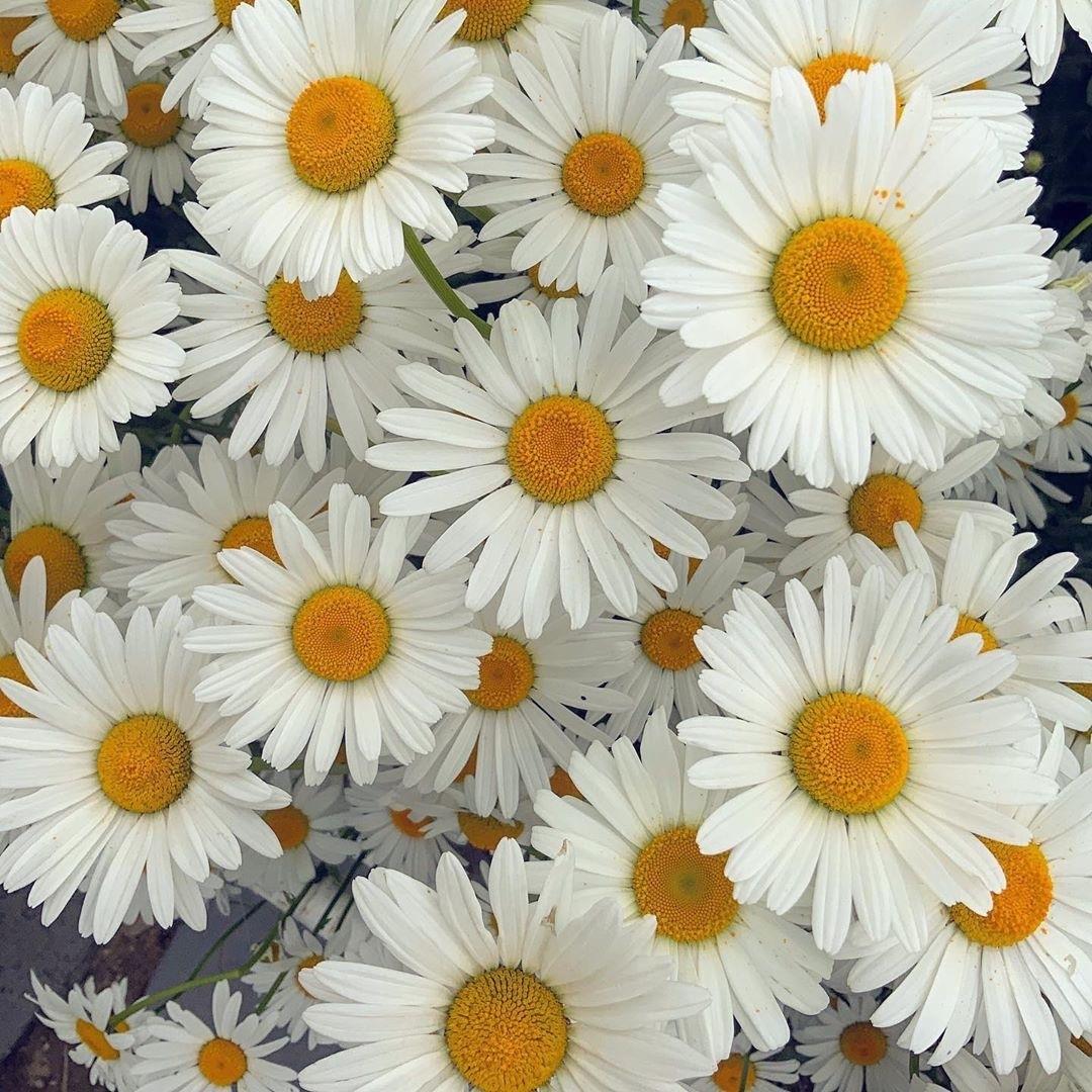 174次电话的爱情