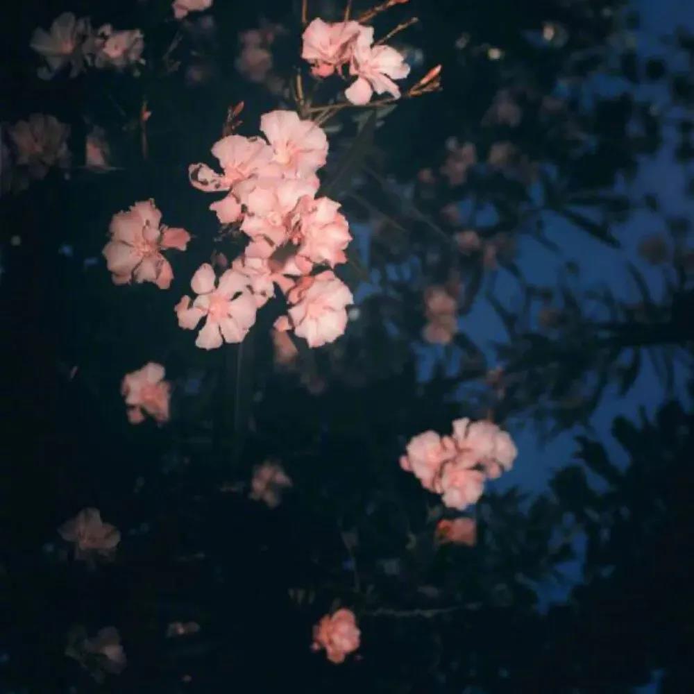 100句简单快乐的心态句子:简单短句