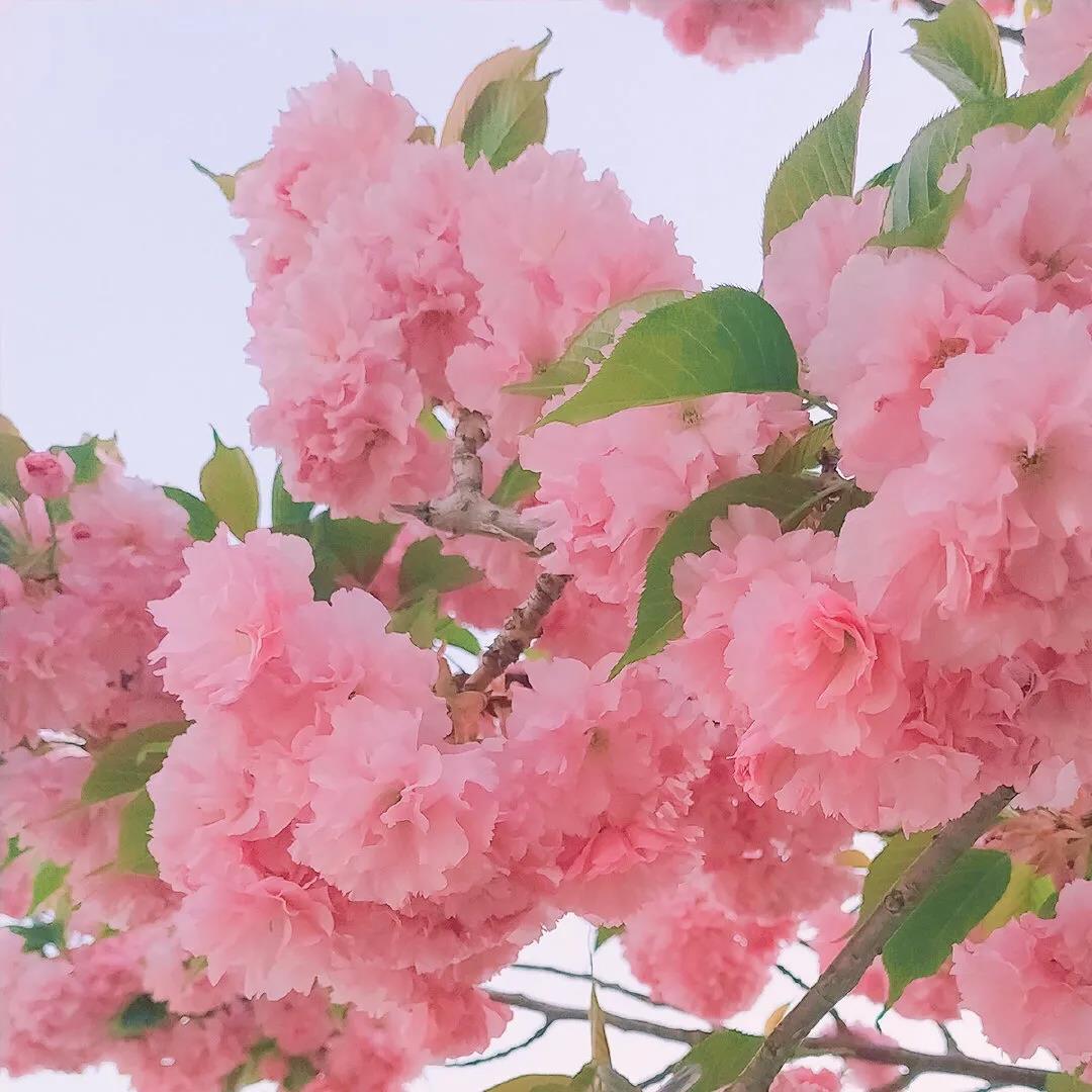 母爱不要求偿还