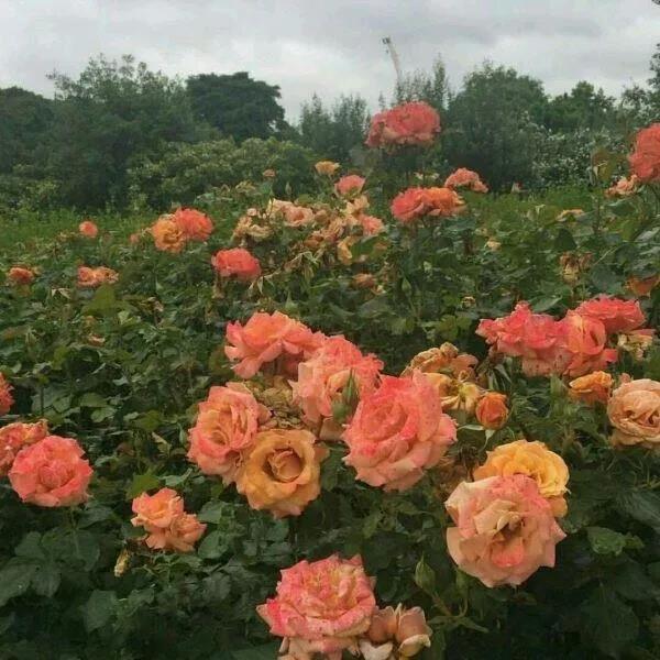 一句话早安短一点/早安一句话