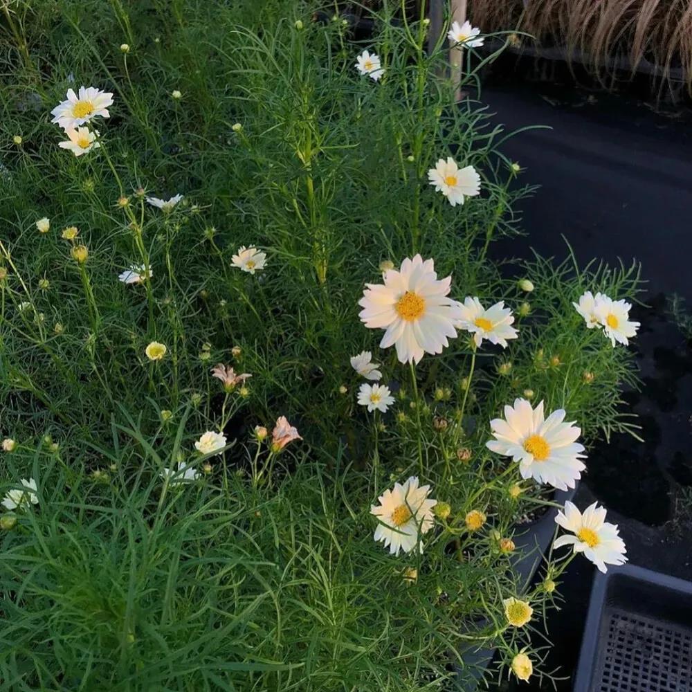 小清新美女意境图片_迫不及待想要逃离