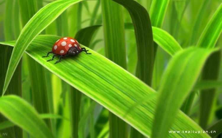 紫衣男子之血玫瑰