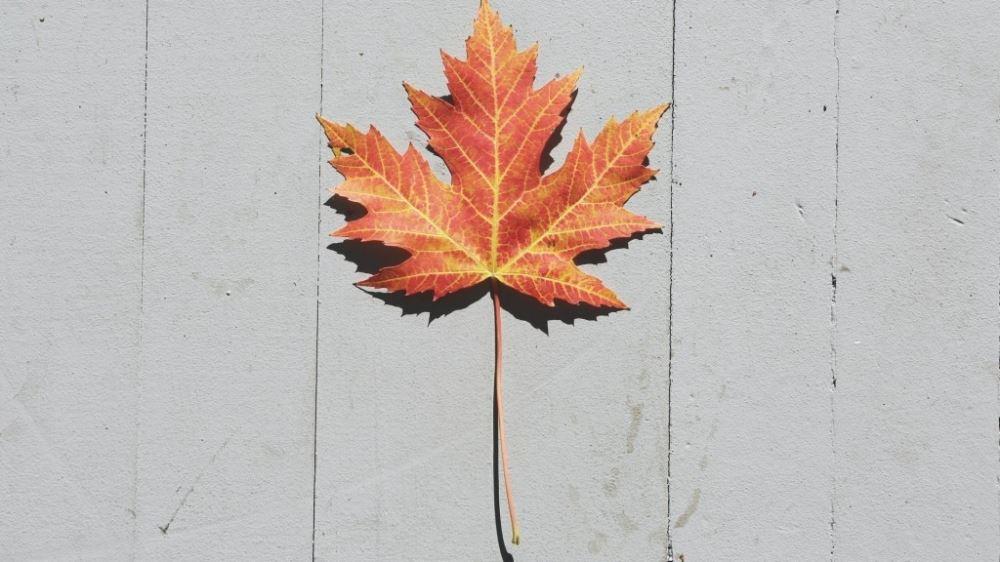 夜半鬼话之复仇