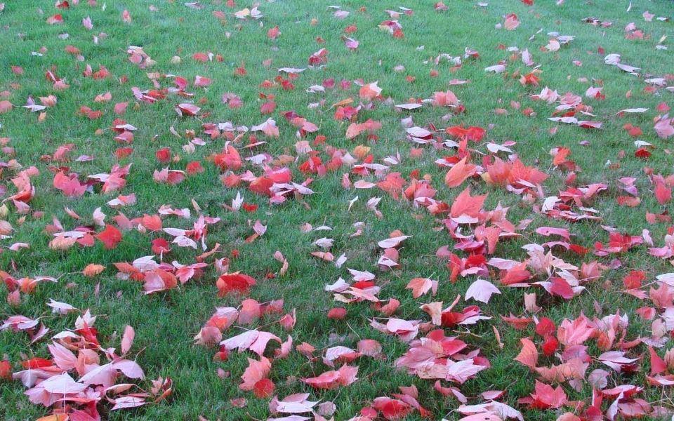 丢在河里的丁丁