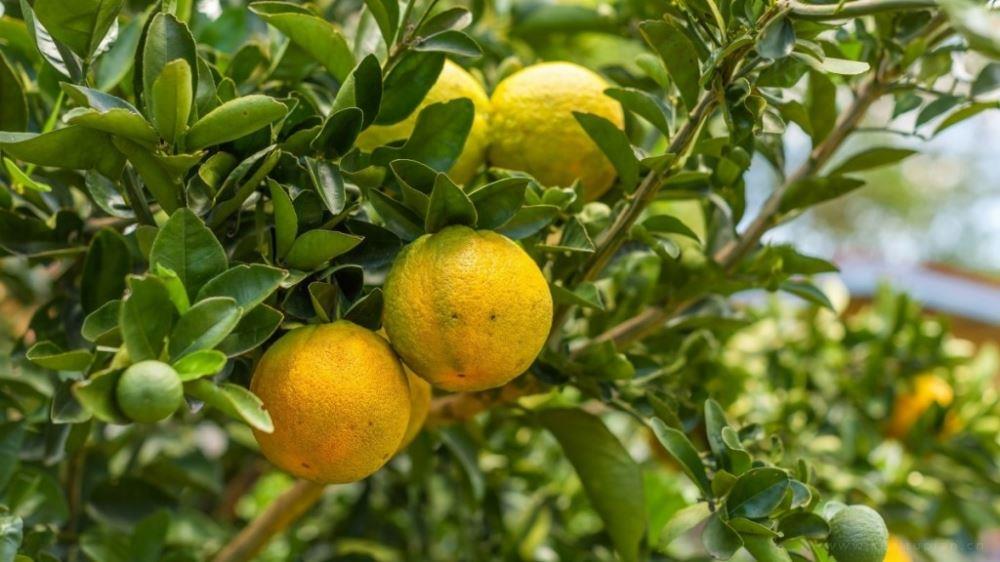 感恩遇见（组诗）