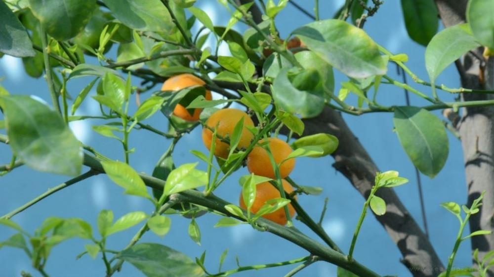 唯美的句子摘抄大全 唯美句子