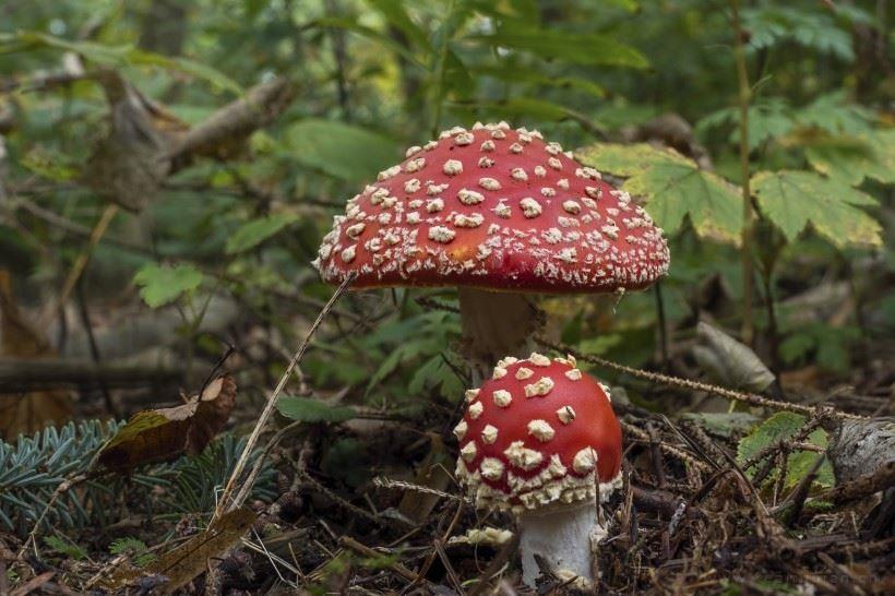 尘埃落定后的第N次心动