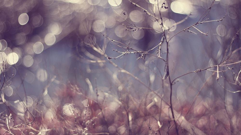 此生若是缘未尽，宁负苍天不负卿