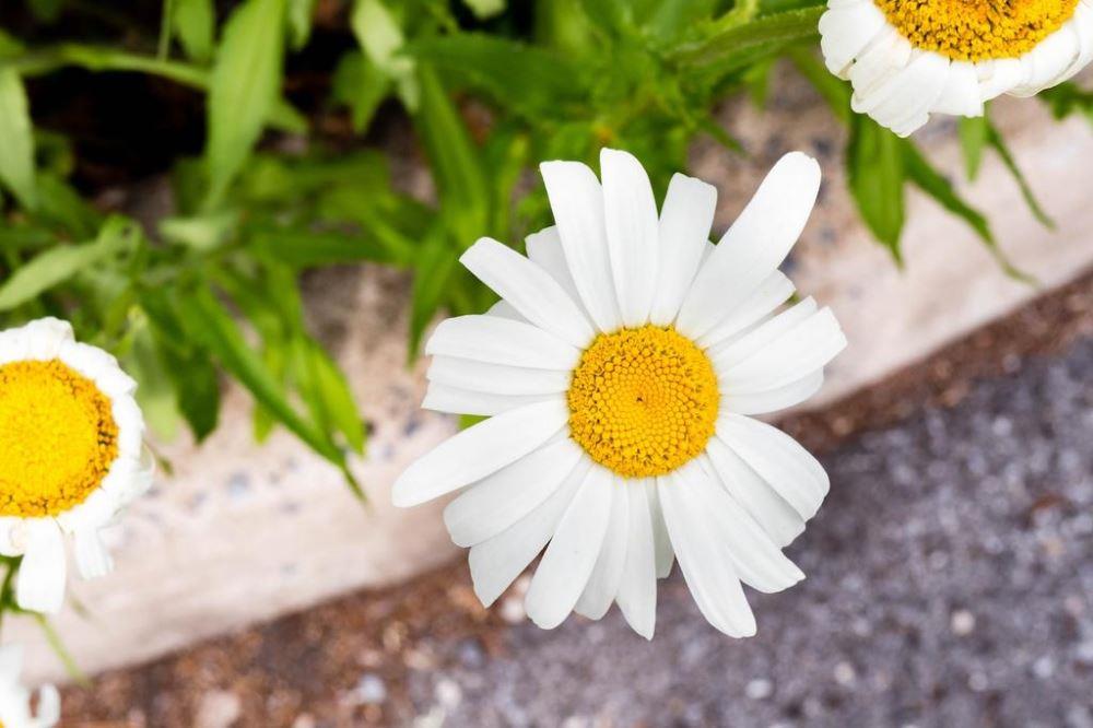 淡淡秋思落眉间