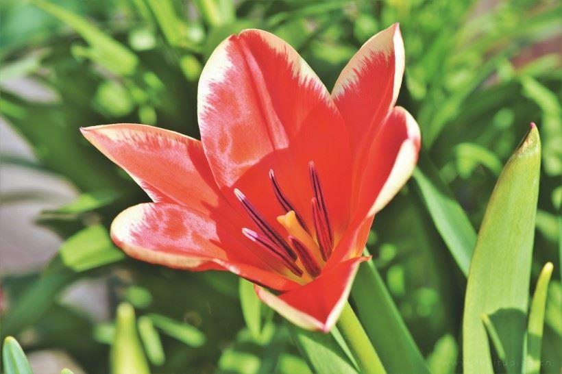 有关青春情感类的优秀句子