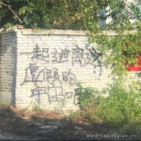 风雨后的玫瑰