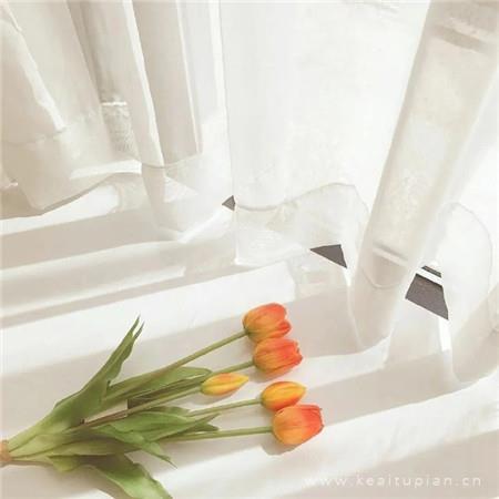 西藏拾贝，格桑花开