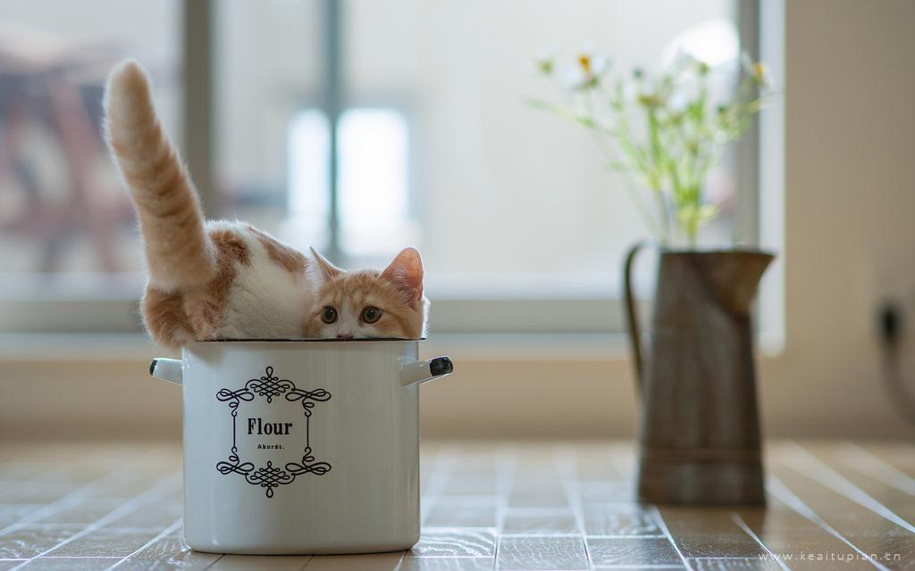来碗猪血粥吗