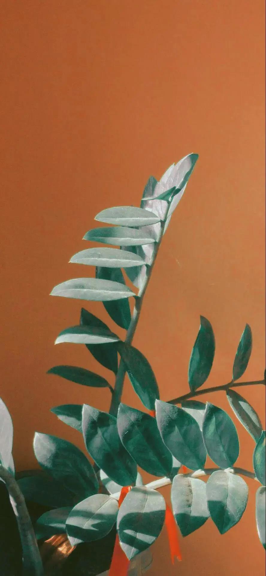 丢失的手稿