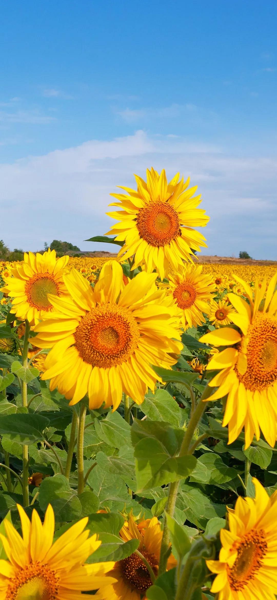 晚安正能量句子100句,晚安句子