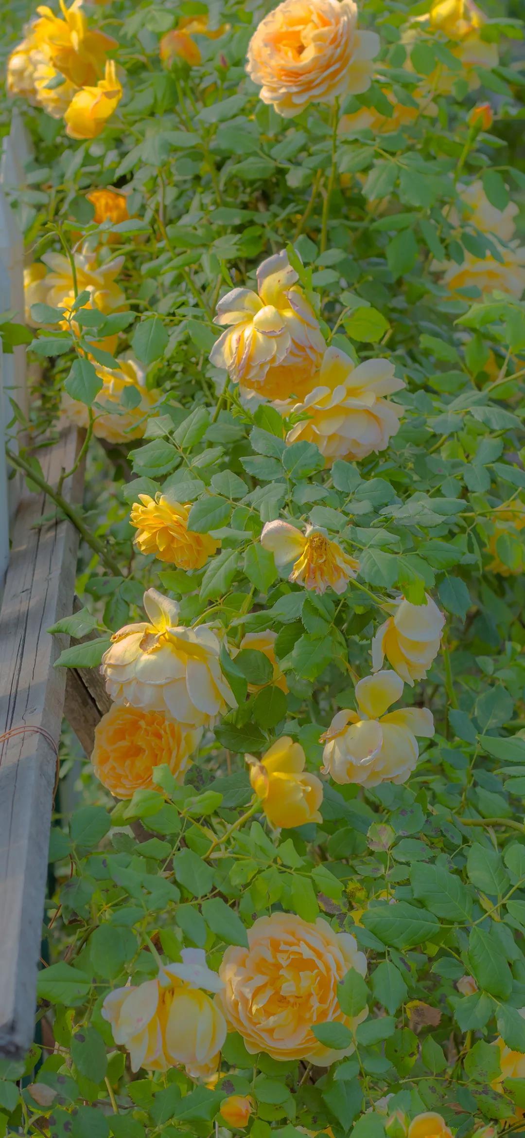 乖好好含着待会就给你 不安分的手在身上游荡