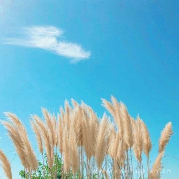 母亲,女儿心中最美的天使