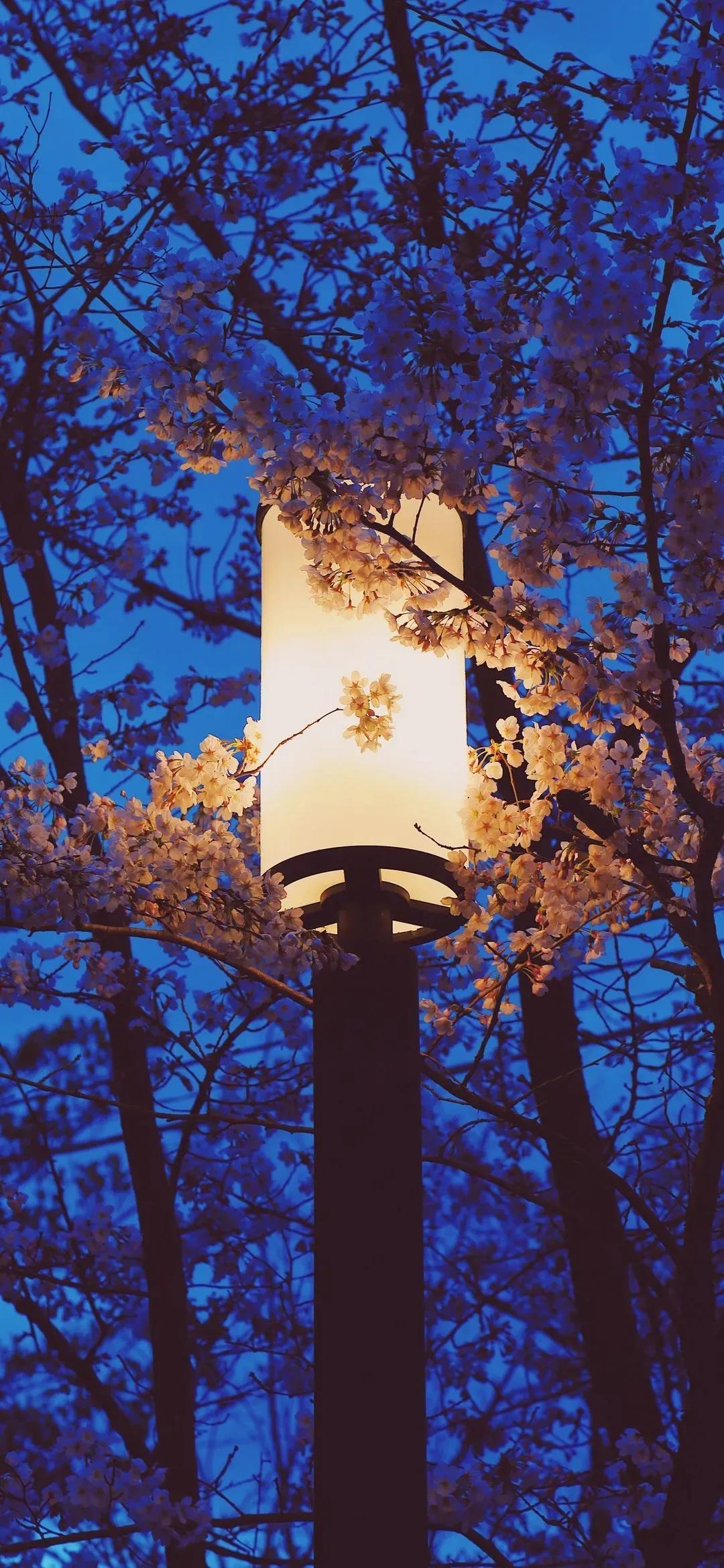 让生命绽放光彩