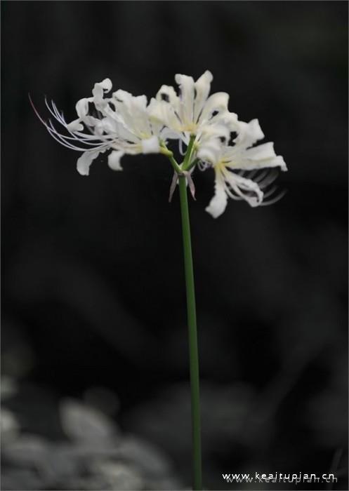 小时代经典语录 小时代经典语录对白