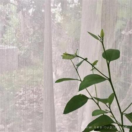 一抹老去的纯真