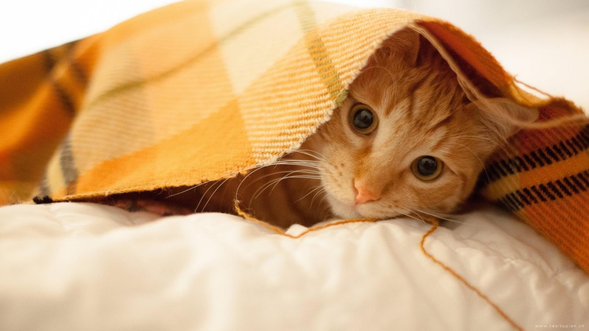 人生之境界：九气、九局、九品、九悟、九雅