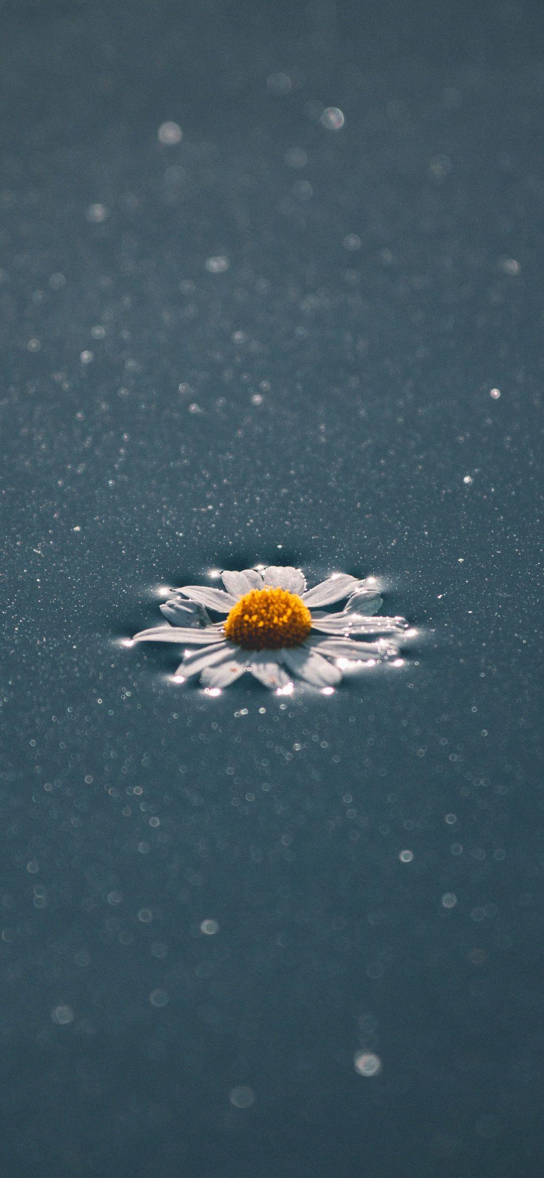 雨后落花生