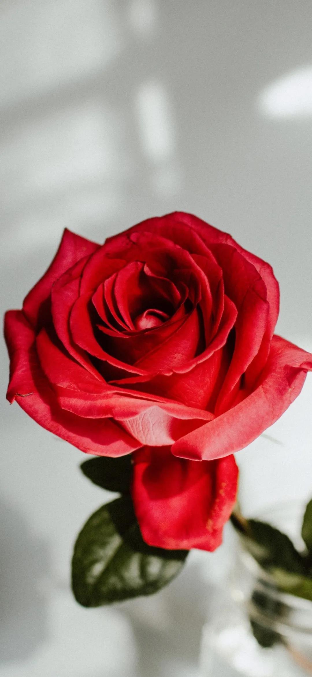 鼓励学习的名言:学无止境不进则退