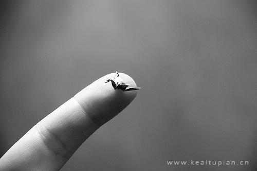 桂花香,香到忧伤