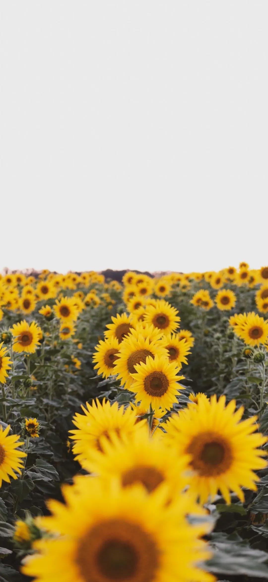 伤感岁月意境图片大全_女生伤感的身影