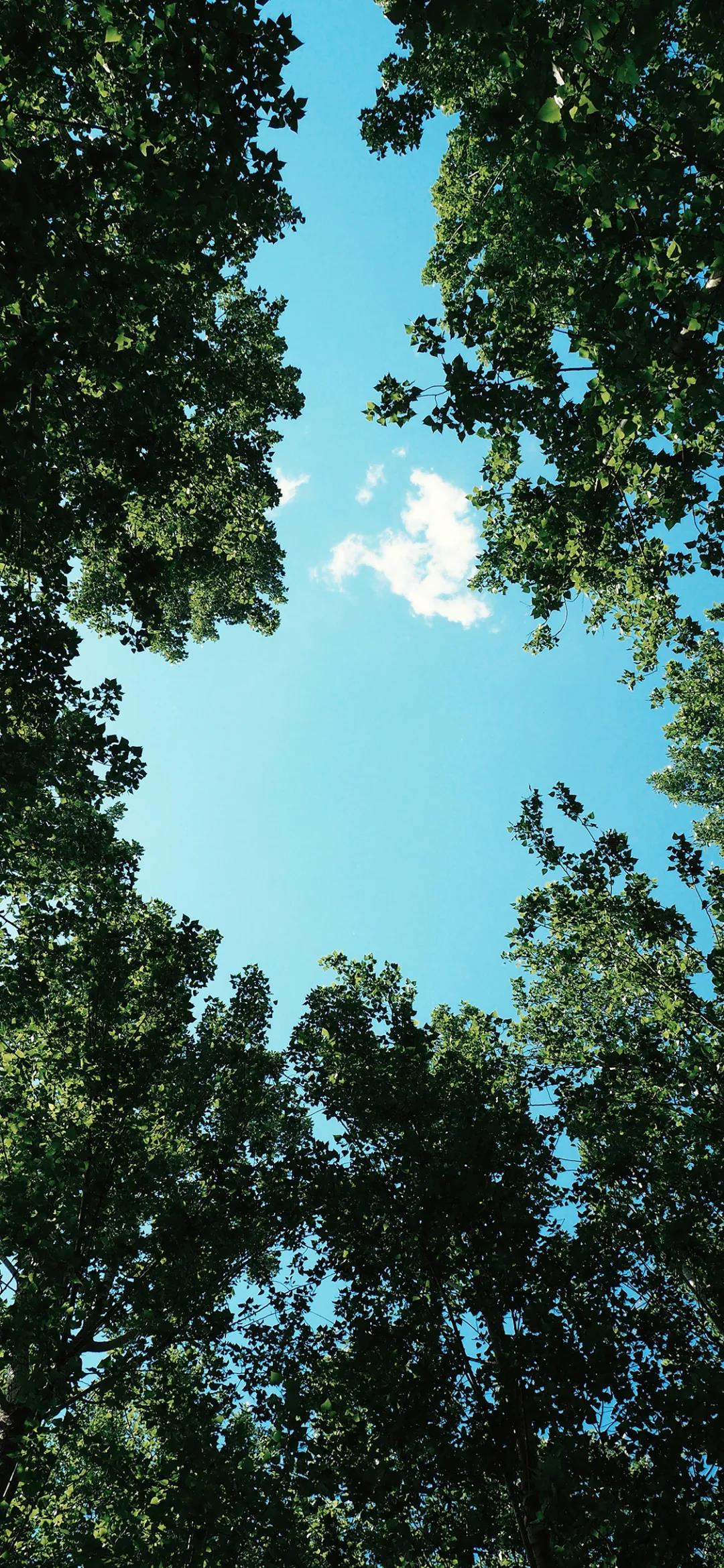 不见桂花树,但闻桂花香