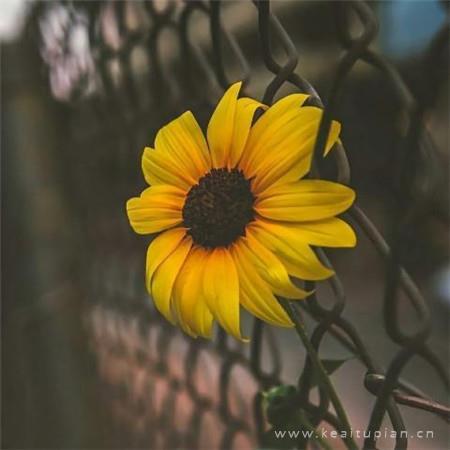 肉多很黄很细致的小说 镜子中我们的结合处发出