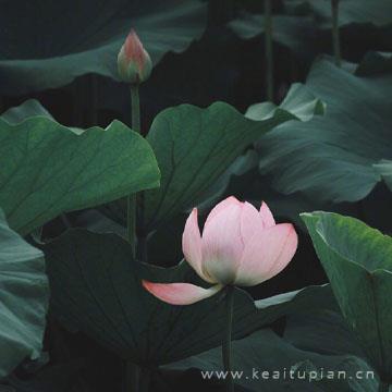 还君明珠