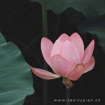 阳光是药