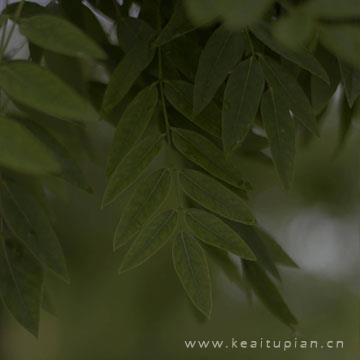 落花有意，流水情浅