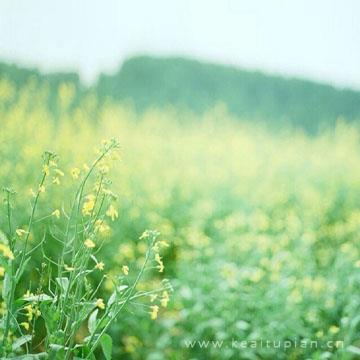 你永远不能离开我