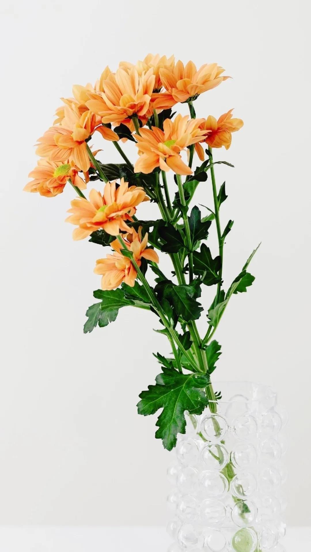 春分节气祝福语暖心问候养生短信大全精选