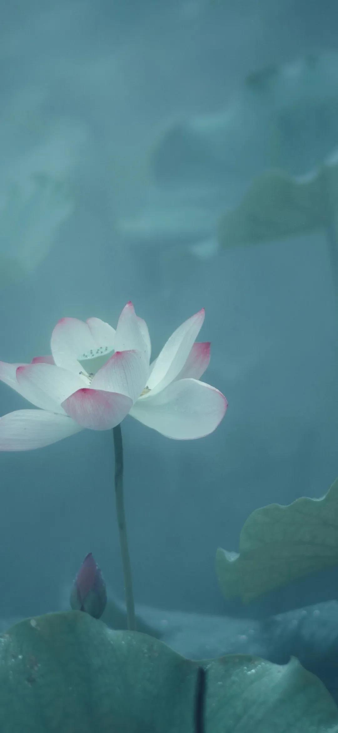 青欢:如果回忆不在一瞬间枯萎