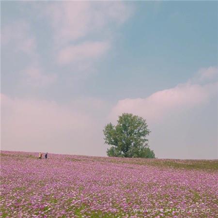 初三中考祝福语激励简短说说精选