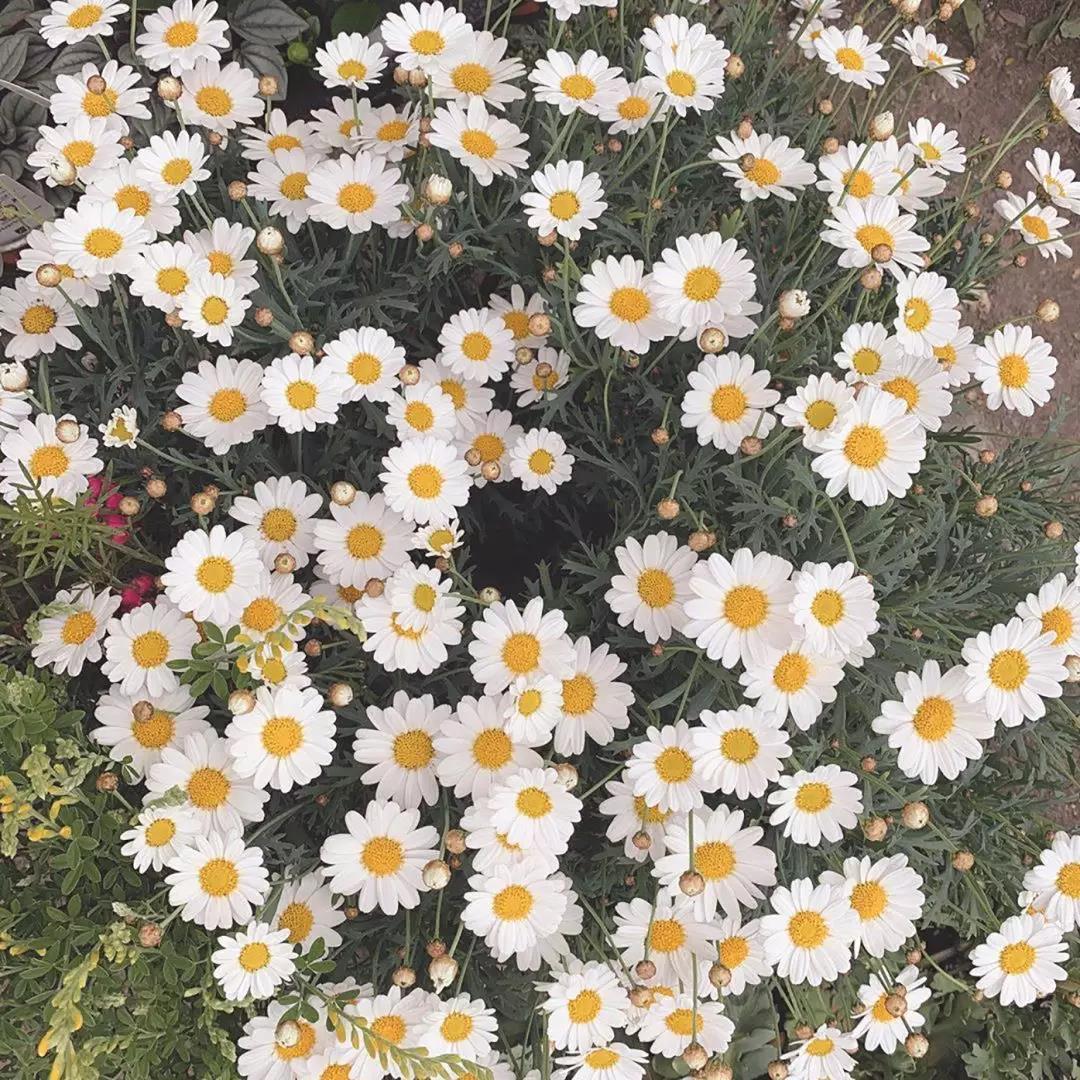 夏日烧汤花