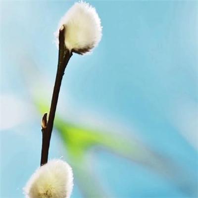 新年短信祝福语，新年祝福短信