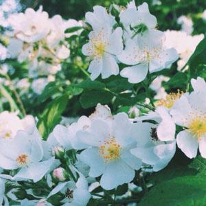 中秋节美文摘抄600字