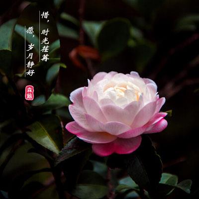 清明,旧时光