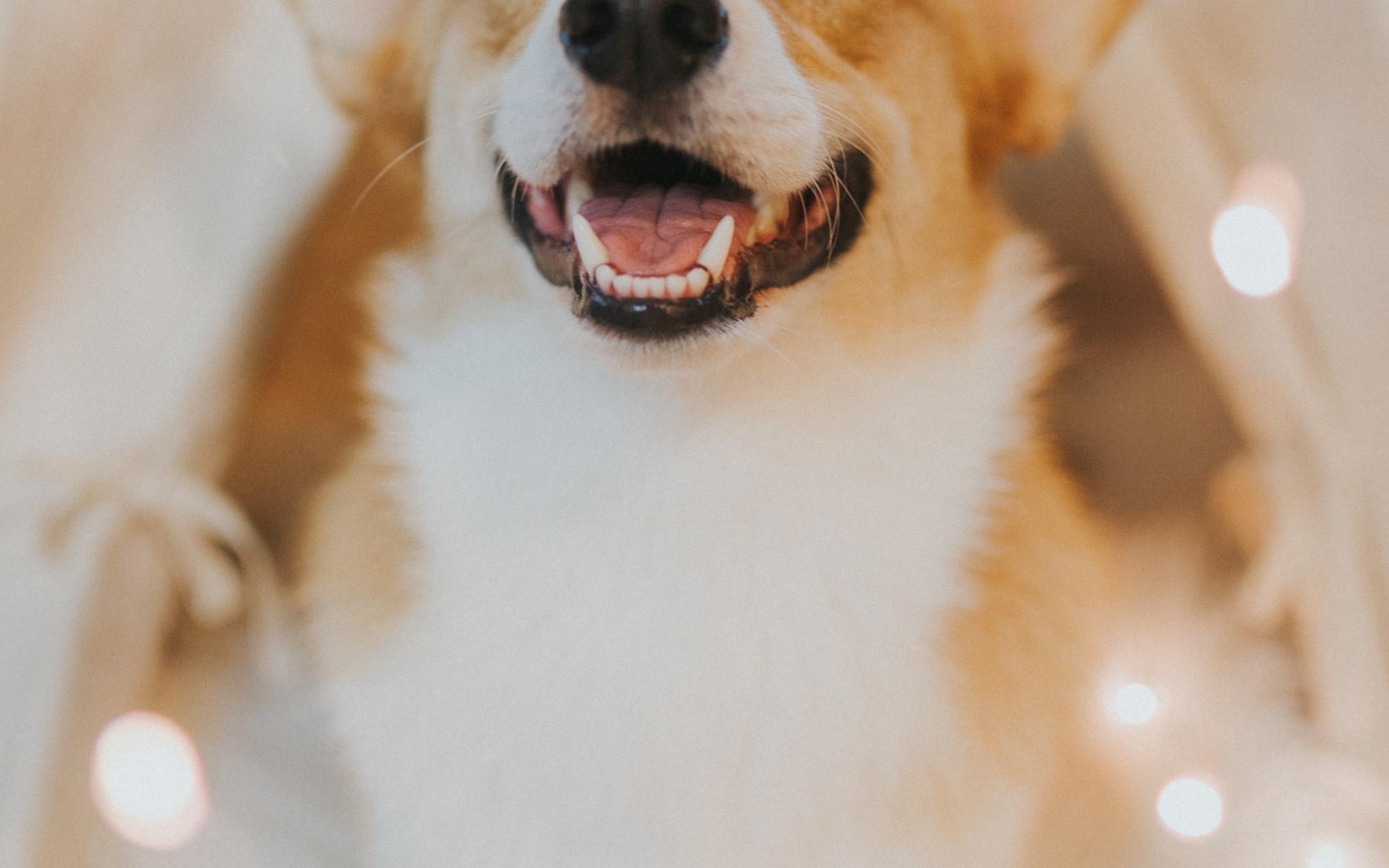 摇啊摇，不见外婆的桥