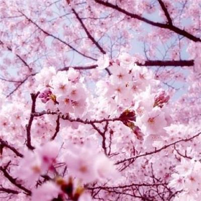禅入心，沐一缕佛光