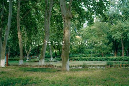 菜的养料