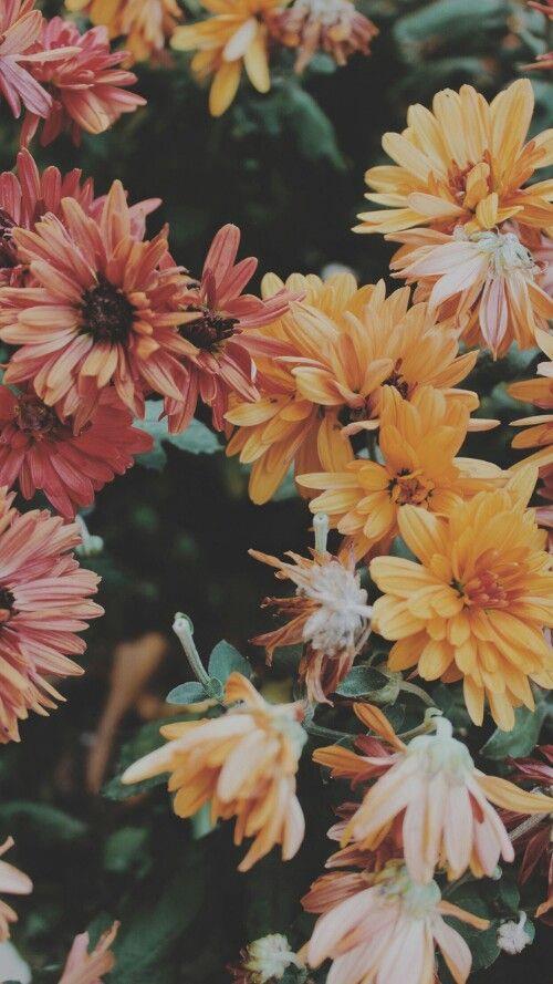 百味阿三之藏露之道