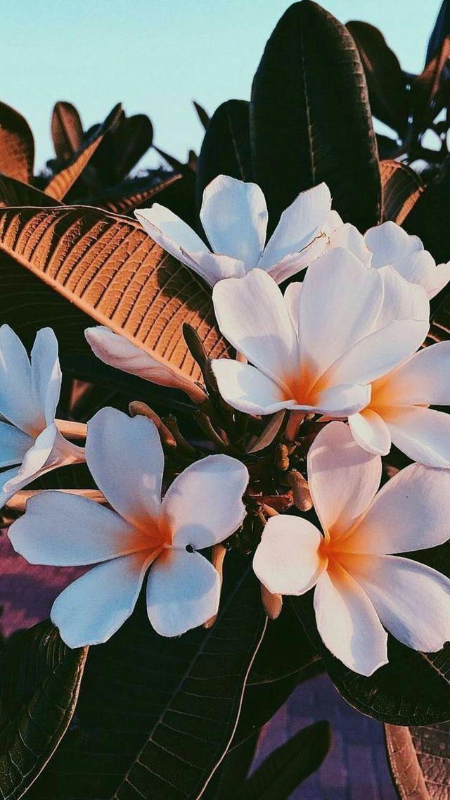 32朵棉花